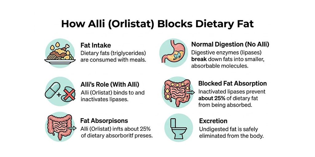 How Does Alli Work A Guide to Orlistat in 2026 B